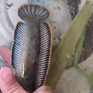 龍魚長蟲用治么：如何治療龍魚體內的寄生蟲