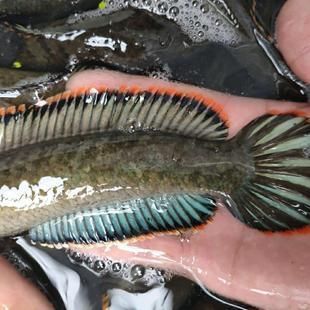 龍魚長蟲用治么：如何治療龍魚體內的寄生蟲