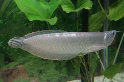 銀龍魚一只上下游動張嘴（銀龍魚上下游動并張嘴可能是由于缺氧所致缺氧所致）