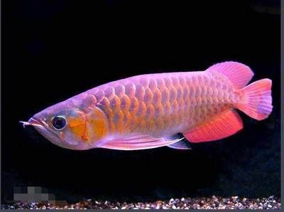 古典龍魚跟藍底龍魚的區別在哪里：古典龍魚和普通藍底金龍的區別
