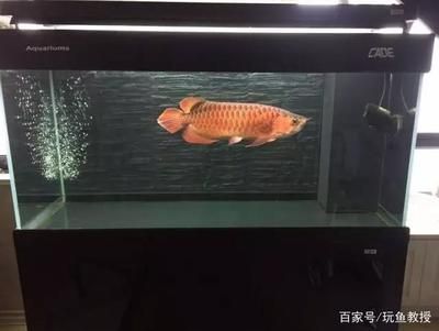 古典龍魚跟藍底龍魚的區別在哪里：古典龍魚和普通藍底金龍的區別