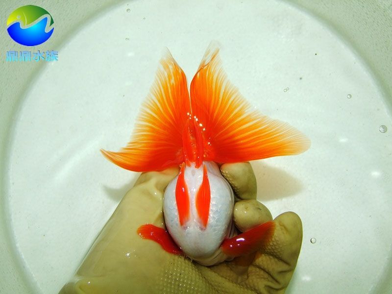 常見的淡水觀賞魚種類：常見的淡水觀賞魚種類以及它們的特點