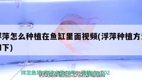 福滿鉆魚繁殖技術進展，福滿鉆魚繁殖技術最新研究，福滿鉆魚繁殖環境優化方法