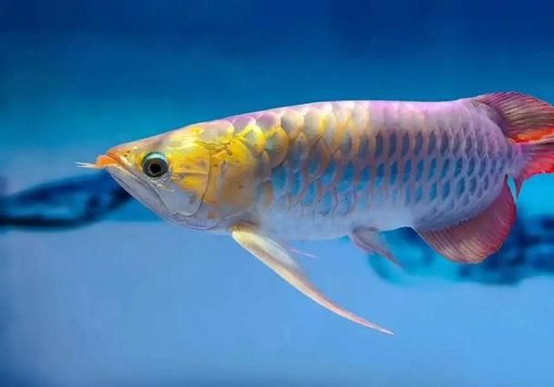 藍底金龍魚好看嗎圖片高清