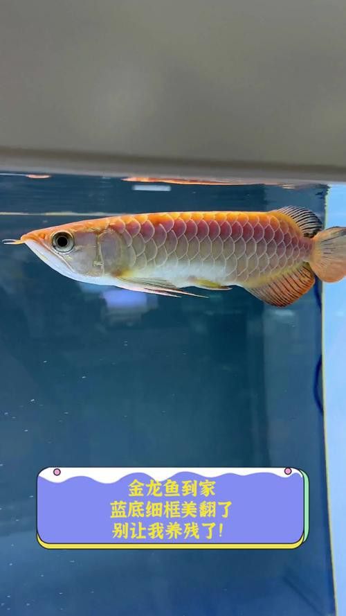 藍底金龍魚好看嗎圖片高清