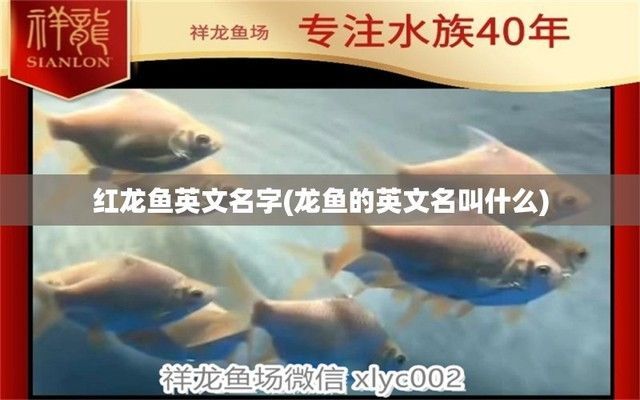 龍魚的英語怎么說：dragoonfish,龍魚的飼養技巧