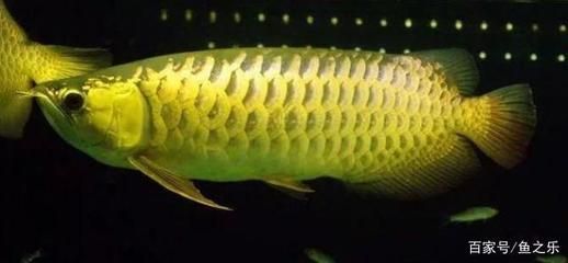 金龍魚牙齒在哪個部位：金龍魚的牙齒主要分布在舌頭上方的口腔內壁并且在口腔內壁