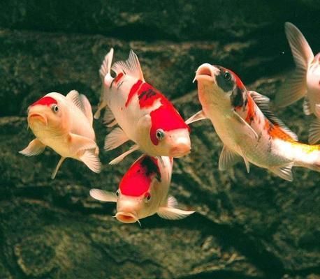 魚缸.在養(yǎng)魚前怎樣養(yǎng)水養(yǎng)缸，養(yǎng)魚前如何檢測水質(zhì)？養(yǎng)魚缸的日常維護技巧