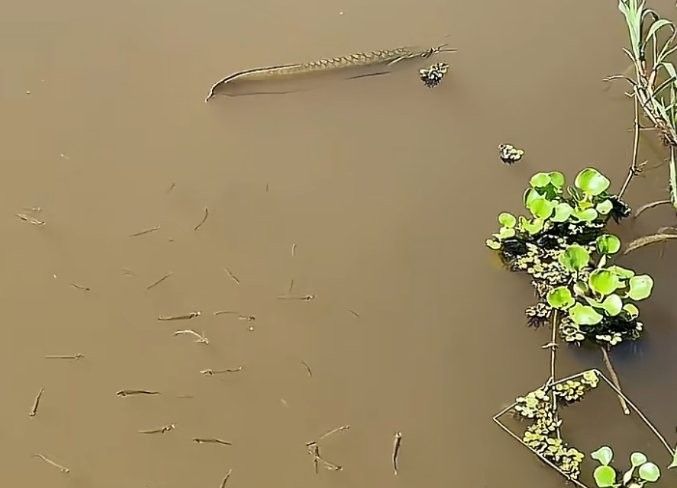 銀龍魚價格多少錢一只可以釣大魚