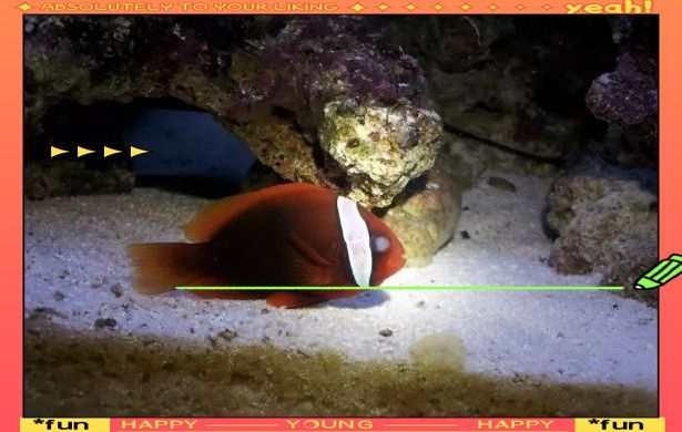 如何減少中草藥治療龍魚蒙眼的副作用？