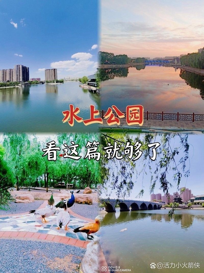 金龍魚(yú)市場(chǎng)價(jià)格趨勢(shì)