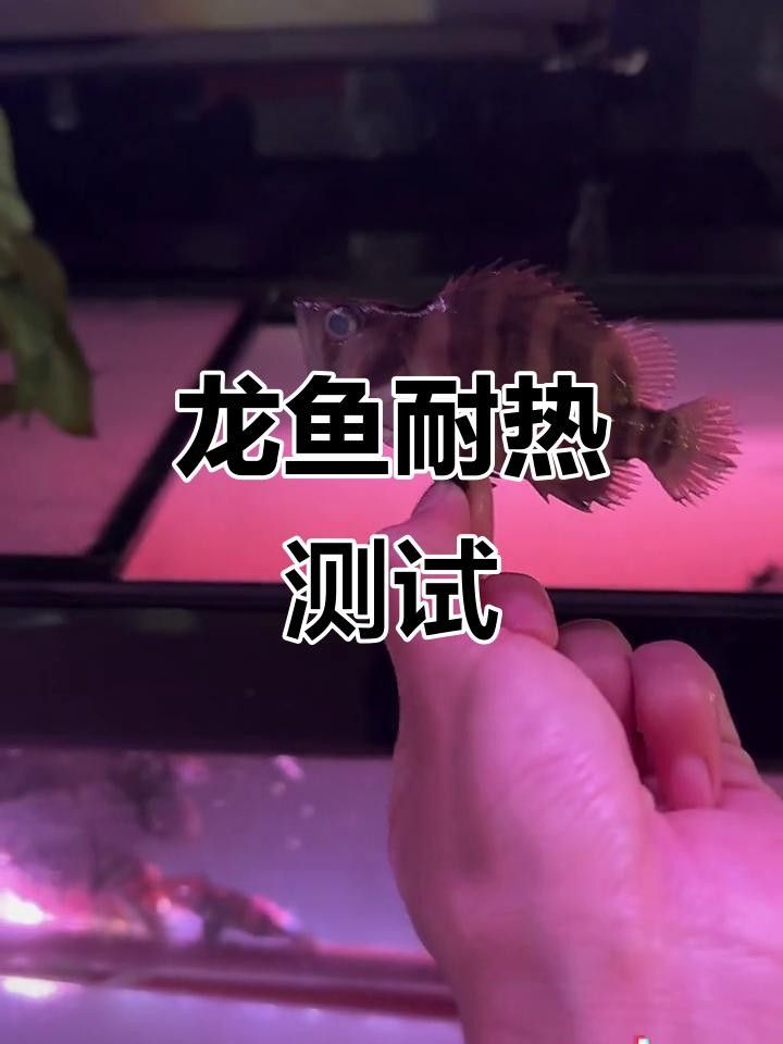 銀龍魚在高溫下會有什么反應？