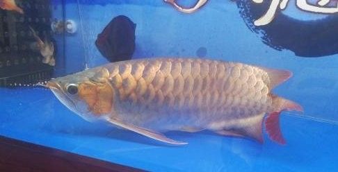 銀龍魚在高溫下會有什么反應？