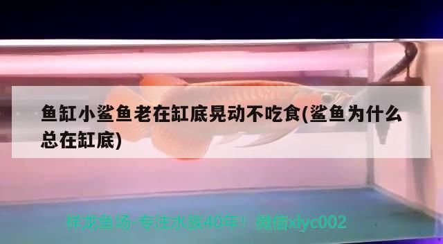 一米五的魚缸加多少鹽(一米五的魚缸放多少海鹽)