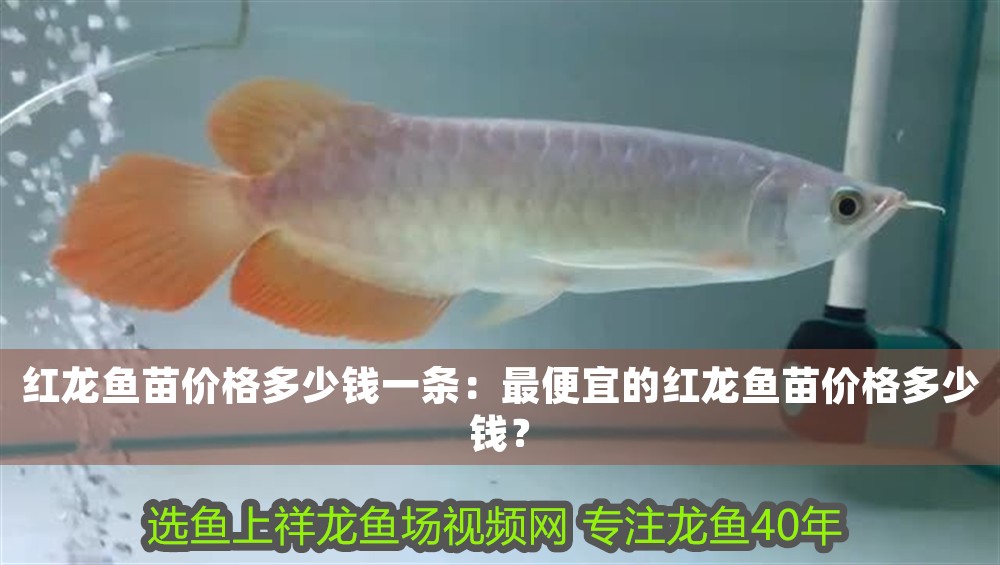 紅龍魚苗價格多少錢一條：最便宜的紅龍魚苗價格多少錢？