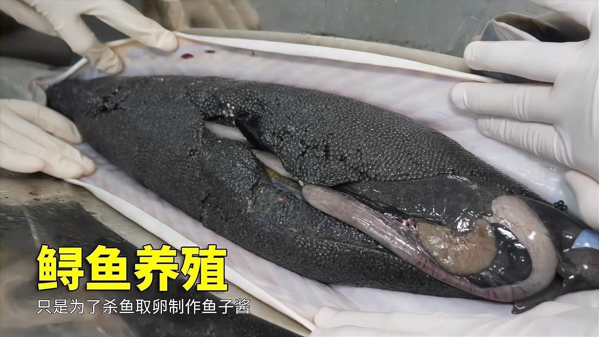 鱘龍魚 價格