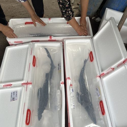 鱘龍魚 價格