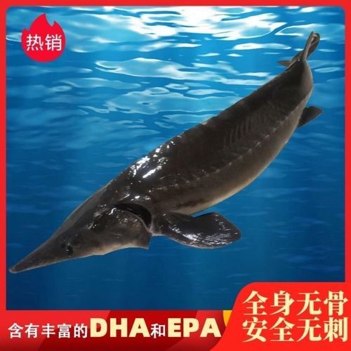 鱘龍魚 價格