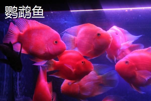 龍魚在哪里抓最好：亞洲龍魚是市場上最常見的品種，它們的主產(chǎn)地在印度尼西亞和馬來西亞