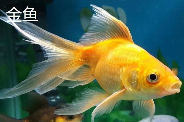 龍魚在哪里抓最好：亞洲龍魚是市場上最常見的品種，它們的主產(chǎn)地在印度尼西亞和馬來西亞
