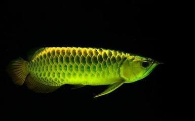 紅龍魚(yú)品相怎么看好壞啊：\"活化石\""活化石\"活化石\"活化石\"