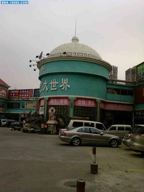 廣州賣金龍魚的地方有哪些店