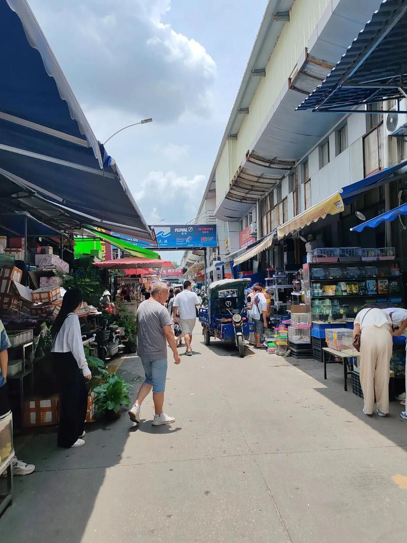 廣州賣金龍魚的地方有哪些店