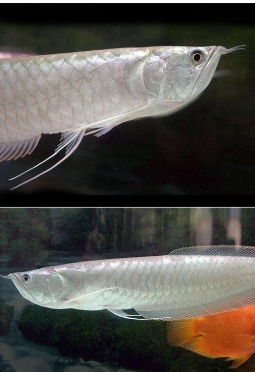 銀龍魚成魚圖片大全