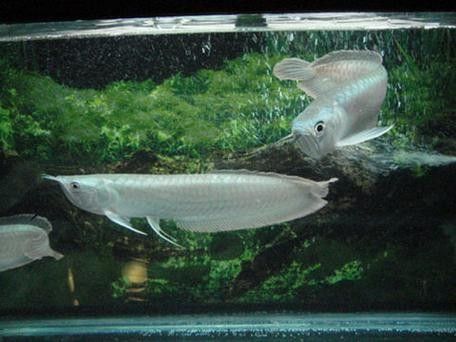 銀龍魚成魚圖片大全