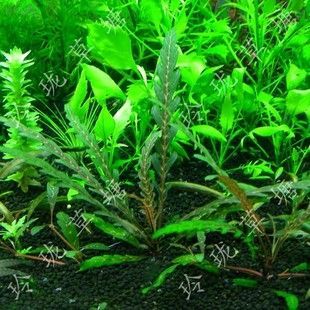 龍魚缸藻類的處理方法（如何處理龍魚缸中的綠藻）