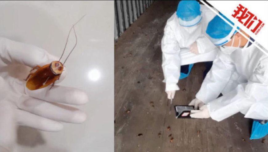 紅龍魚飼料溶解性測試方法：紅龍魚飼料溶解性測試方法紅龍魚飼料溶解性測試方法