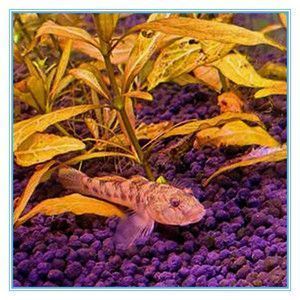 虎紋恐龍魚可以冷水養(yǎng)么，虎紋恐龍魚是否適合冷水養(yǎng)殖