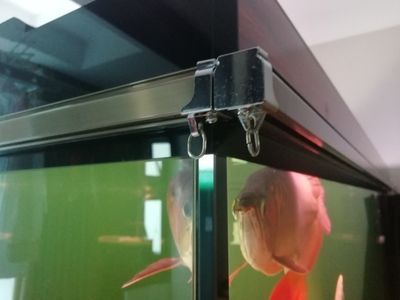 如何防止龍魚吊眼：防止龍魚吊眼的方法