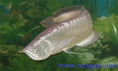 銀龍魚多少錢一條50公分（50公分銀龍魚價格大致在150元至250元至250元之間）