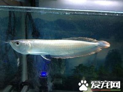 銀龍魚(yú)多少錢一條50公分（50公分銀龍魚(yú)價(jià)格大致在150元至250元至250元之間）