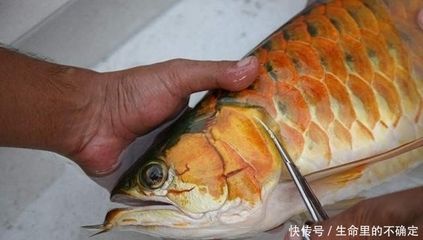 紅龍魚翻鰓怎么治：紅龍魚翻鰓怎么治療