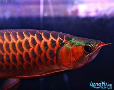 老孫龍魚256：“老孫龍魚256”在當代文化中的意義和價值