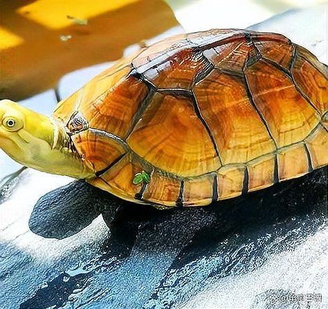 如何判斷高背金龍的生長潛力？