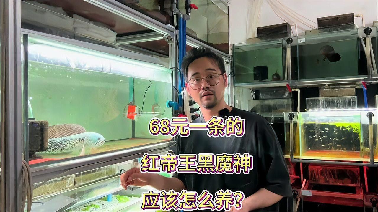 黑魔神雷龍魚怎么飼養視頻教程