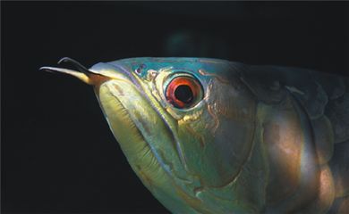 龍魚嘴爛了用什么藥最好：龍魚嘴爛如何預防，龍魚飲食注意事項
