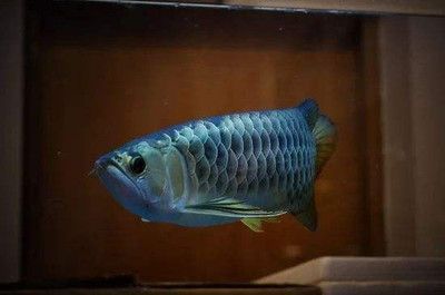 龍魚治療期間喂食嗎：龍魚在治療期間是否可以喂食