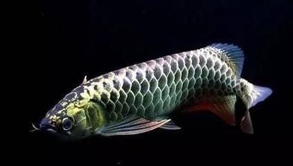 龍魚治療期間喂食嗎：龍魚在治療期間是否可以喂食