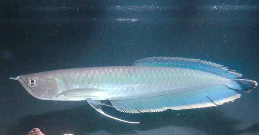 銀龍魚發色過程圖片欣賞圖 銀龍魚發色過程圖片欣賞圖 龍魚百科 第5張