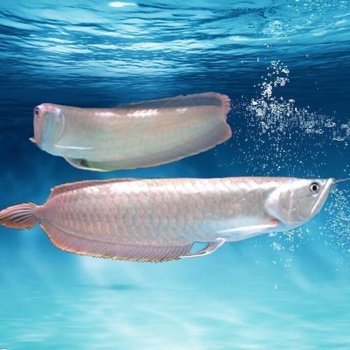 銀龍魚發色過程圖片欣賞圖 銀龍魚發色過程圖片欣賞圖 龍魚百科 第32張