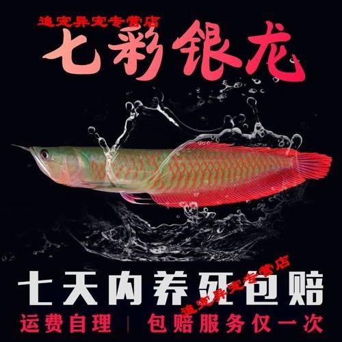 銀龍魚發色過程圖片欣賞圖 銀龍魚發色過程圖片欣賞圖 龍魚百科 第34張