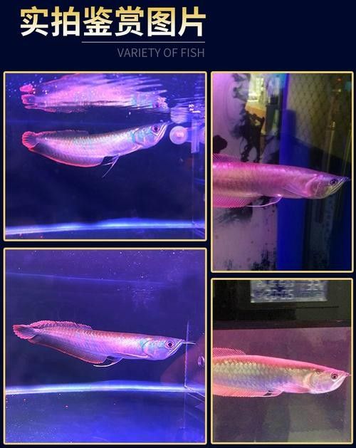 銀龍魚發色過程圖片欣賞圖 銀龍魚發色過程圖片欣賞圖 龍魚百科 第41張