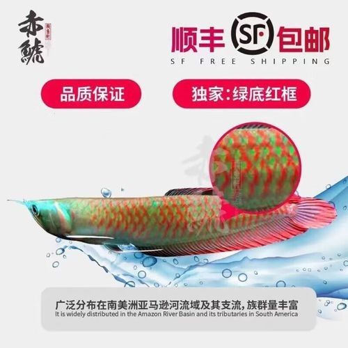 銀龍魚發色過程圖片欣賞圖 銀龍魚發色過程圖片欣賞圖 龍魚百科 第39張