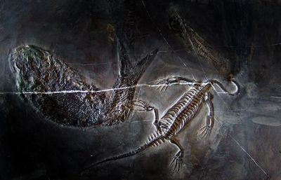 泥龍魚的上鰭和上鱗（泥龍魚的上鰭位于其身體的上鰭位于其身體的上部位于其身體的上部）