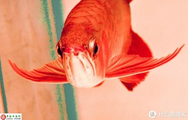 龍魚品相怎么看出來的呢：如何鑒別龍魚品相