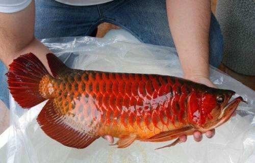 印尼十大龍魚品牌（印尼十大龍魚品牌介紹）